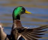 Mallard _H9G3893.jpg