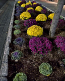 Flowers in the night