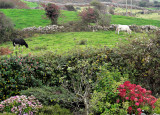 Bucolic or moocolic :)