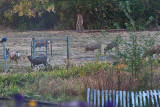 7413 Deer invasion