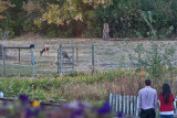 7418 Deer invasion
