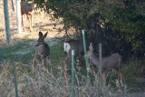 7470 Deer
