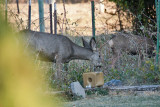 7473 Deer