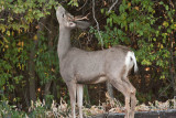 7476 Deer