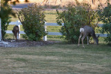 7491 Deer