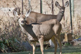 7496 Deer.jpg