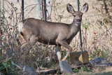 7499 Deer