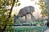 7502 Deer