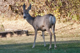 7503 Deer