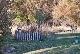 7504 Deer