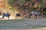 7506 Deer