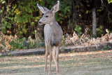 7512 Deer