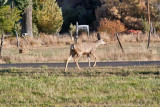 7517 Deer