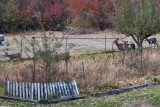 7528 Deer