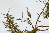 Heron