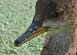 20080908 103 Juv Hooded Merganser.jpg