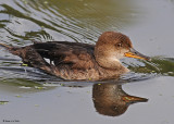 20080908 081 Juv Hooded Merganser.jpg