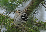 20080804 161 B & W Warbler.jpg