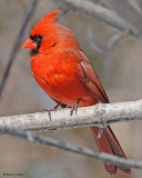 20080403 095 Northern Cardinal (male) SERIES.jpg