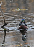 20081027 178 Wood Duck (male).jpg