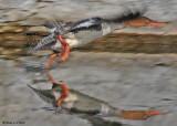 20081107 019 Red-breastedMerganser (female) SERIES.jpg