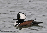 20081111 061 Hooded Merganser.jpg