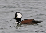 20081111 063 Hooded Merganser.jpg