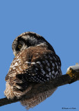 20081208 730 Northern Hawk Owl.jpg