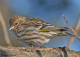 20090112 047 Pine Siskin.jpg