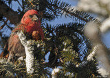 20090114 119 White-winged Crossbill male.jpg