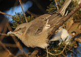 20090110 301 Northern Mockingbird.jpg