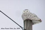20090125 072 Snowy Owl by Adam.jpg