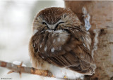 20090119 026 Northern Saw-whet Owl - SERIES.jpg