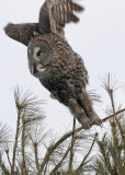 20090126 413 Great Gray Owl.jpg