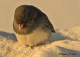 20090124 067 Dark-eyed Junco.jpg