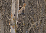 20090202 003 Great Gray Owl - SERIES.jpg