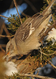 20090110 309 Northern Mockingbird.jpg