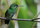 20090212 CR # 1 192 Green-crowned Brilliant SERIES.jpg
