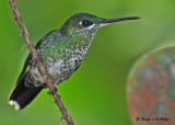 20090212 CR 3 833 Green-crowned Brilliant.jpg