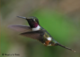 20090212 CR # 1 398 Magenta-throated Woodstar.jpg