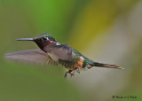 20090212 CR 1 160 Magenta-throated Woodstar.jpg