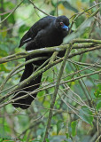 20090212 CR # 1 437 Black Guan.jpg