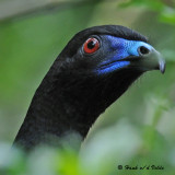 20090212 CR # 1 452 Black Guan.jpg