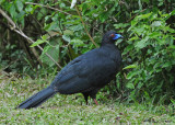 20090212 CR # 1 594 479 Black Guan.jpg