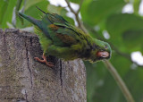 20090212 CR 2 210 Orange-chinned Parakeet.jpg