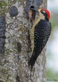 20090212 CR 2 136 Black-cheeked Woodpecker.jpg