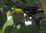 20090212 CR # 1 755 Chestnut-mandibled Toucan.jpg