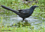 20090212 CR # 2 336 Great-tailed Grackle.jpg