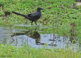20090212 CR 2 303 Great-tailed Grackle.jpg