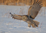 20090224 174 Great Gray Owl.jpg